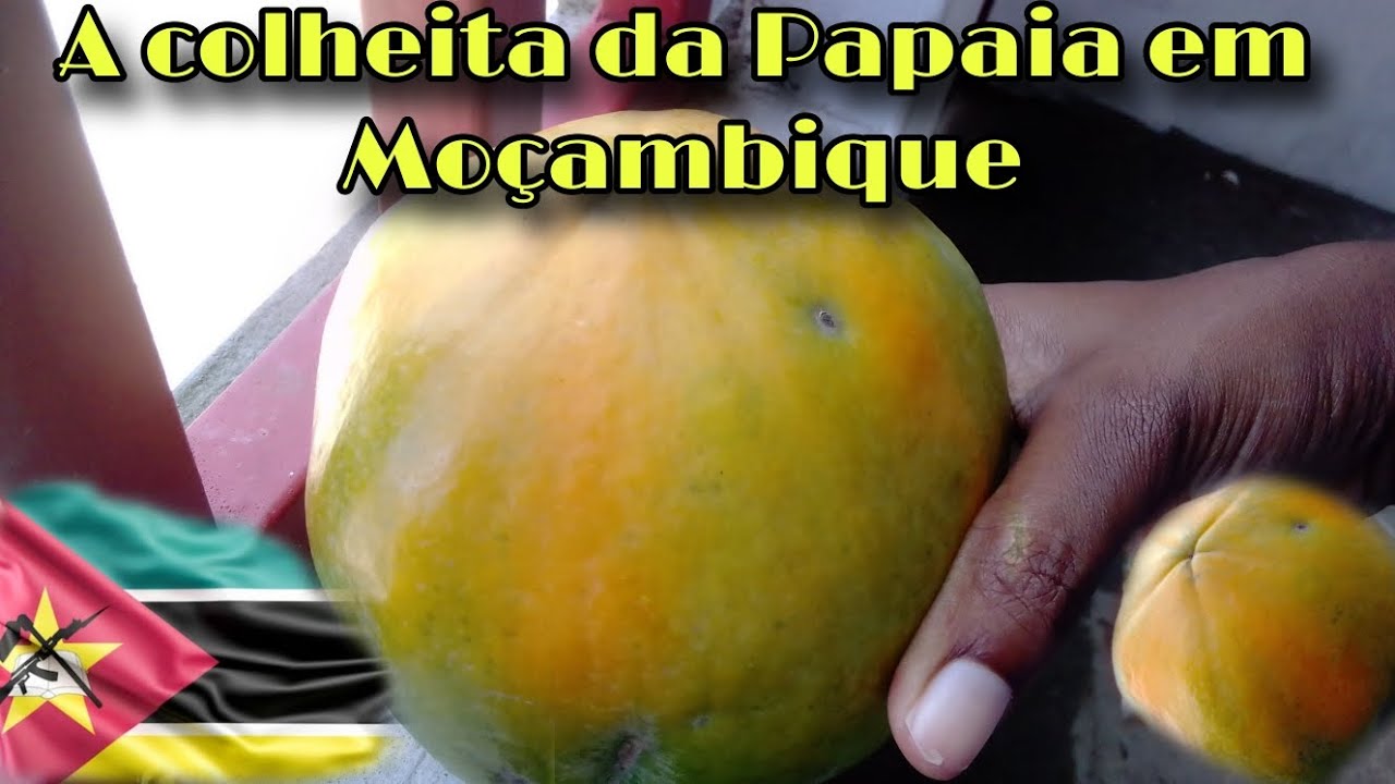A colheita da Papaia em Moçambique