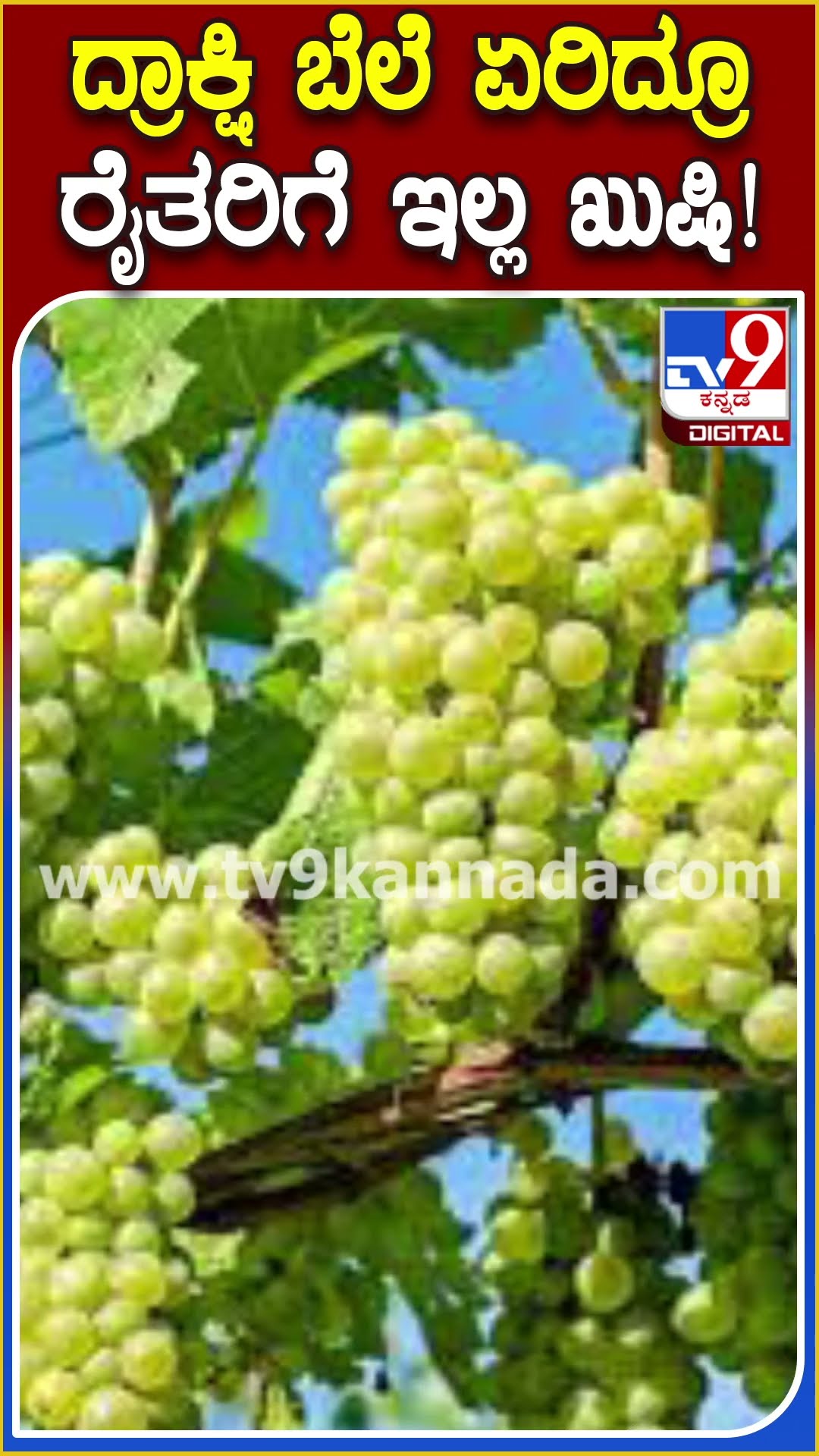 ಅಕಾಲಿಕ ಮಳೆ ಹಾಗೂ ವಿಪರೀತ ಮಂಜಿನಿಂದಾಗಿ ದ್ರಾಕ್ಷಿ ಬೆಳೆಗೆ ಹೊಡೆತ #Grapegrowers | #TV9D