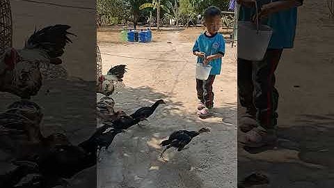 Me nyuam hmoob lis Pub qaib.. 🐤🐤🐤