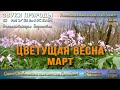 Цветущая весна. Март. Живописные окрестности Армавира. Часть 14