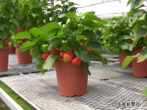 夏彩るインテリア用の鉢植えホオズキ Youtube