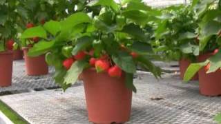 夏彩るインテリア用の鉢植えホオズキ