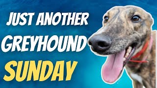 Just another Greyhound Sunday