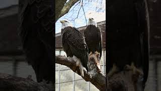 American Bald Eagles