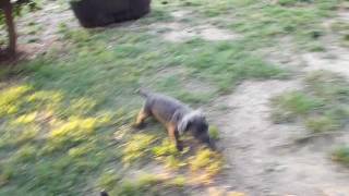 Cane Corso puppies getting some excercise
