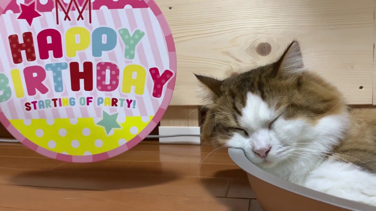 2歳の誕生日を迎えた秀吉がかわいい Youtube