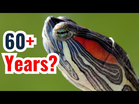Wideo: Ile lat żyją żółwie karetta?