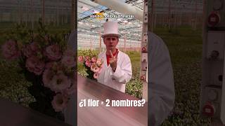 ¿1 flor = 2 nombres? #Lisianthus vs #Eustoma | Dr. Van Bloom