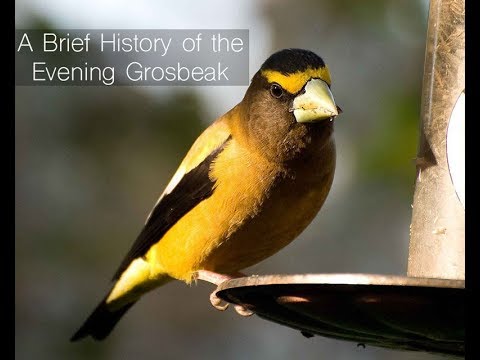 Fall Spotlight - The Evening Grosbeak