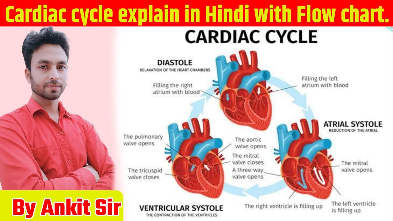 Part -9 || Cardiac cycle explain in Hindi with Flow chart ||# ...