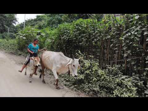 Cow riding/ Bawng chungchuan