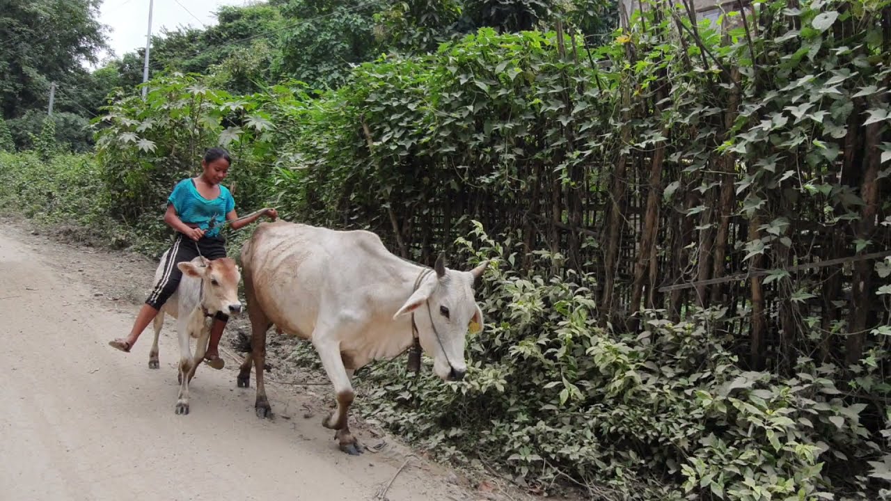 Cow riding Bawng chungchuan