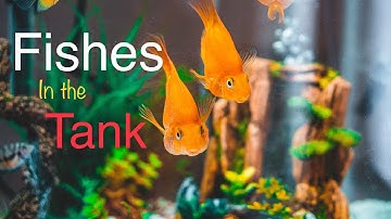 Fish Are Way Smarter Than You Think l Aquarium Fishes