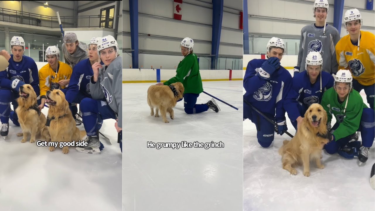 Golden Retrievers Play Hockey - YouTube