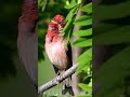 beautiful bird, small red-headed bird #shorts #birdlovers #birdsounds