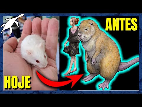 Vídeo: Os humanos costumavam ser roedores?