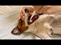 愛犬の口に歯ブラシをねじ込む