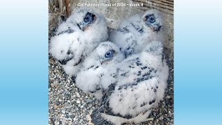 Cal Falcons:  Growth of Annie & Archie's Fab Four Fluffs ~ Week 4 🐥🐥🐥🐥  2024 May 13-19