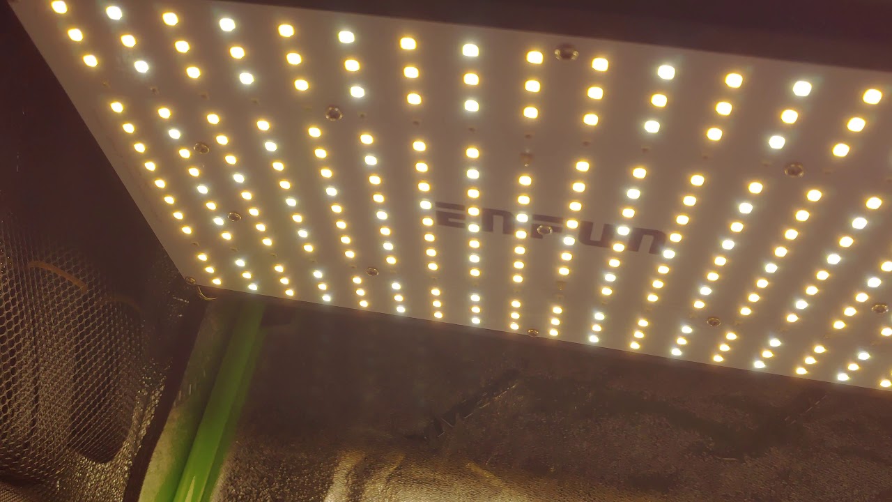 Autoflower grow GSC  Week 2 into growing enfun led 2x3 vivosun grow tent indoor how grow Auto