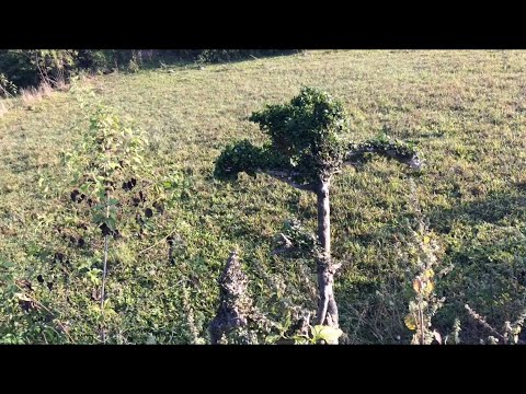 Cây Duối Hình Phượng Hoàng Được Tạo Bởi Bộ Gặm Của Con Trâu Ở Nơi Hoang Dã - YouTube