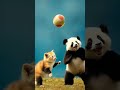 Fun & Friendship: Panda vs Cat | বন্ধুত্বের খেলা #funny #fun #friendship #panda #cat #shorts #short