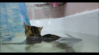 Kucing Mandi Telanjang