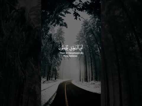 اولم يروا انا جعلنا حرما امنا ويتخطف الناس من حولهم  قرآن عبدالرحمن مسعد 