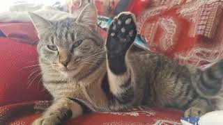 Tupac - Miau Miau Reggae Version Official Cat Vibes Video