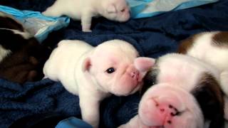 Bulldog puppies walking