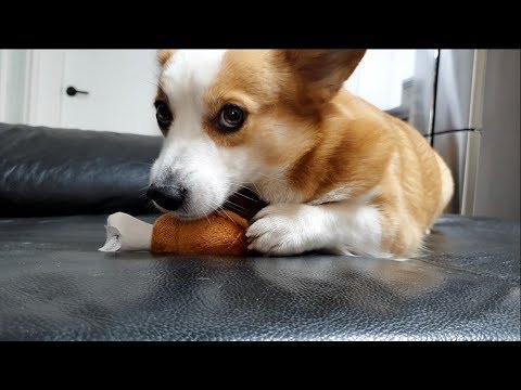 A <strong>dog</strong> full of <strong>desire</strong>