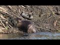 North American Beaver hauls and stuffs mud, sticks and grasses up on its big lodge