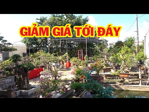 Video Phân biệt tùng kim cương và tùng la hán, nhiều cây... - youtube