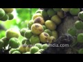 Figs or Anjeer grow on Ficus tree and are a member of Mulberry family