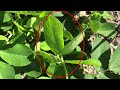 Visual Identification of Tomato Spotted Wilt on Peanut, by Sidney Webb