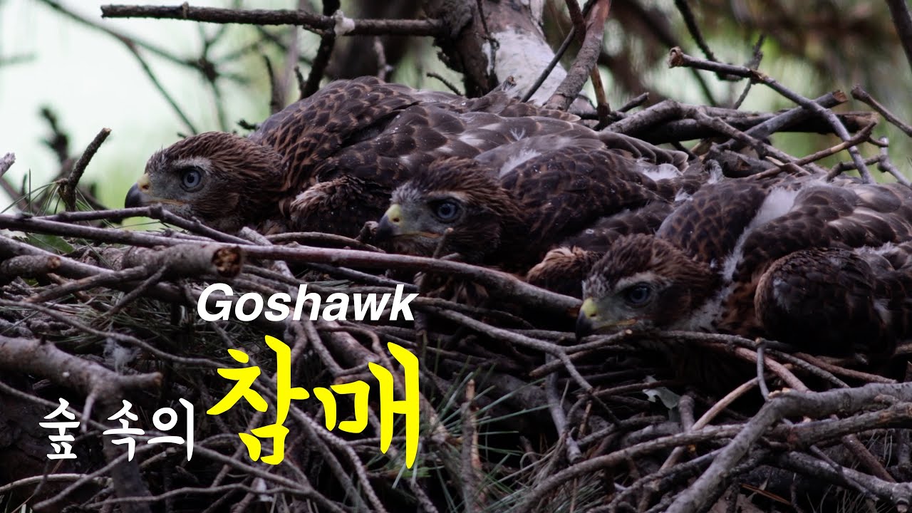 숲속의 참매 l Northern goshawk l Accipiter gentilis l Wildlife - YouTube