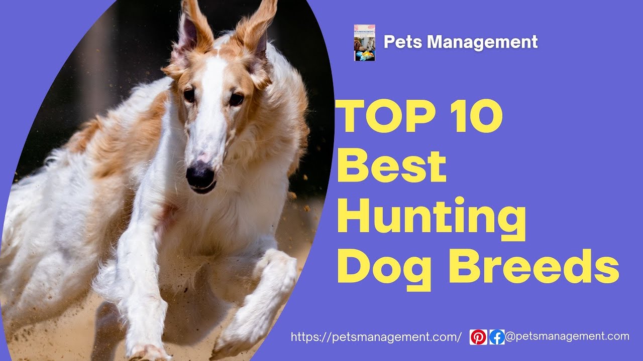 Top 10 Best Hunting Dog Breeds YouTube