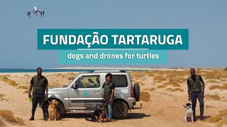 Fundação Tartaruga - dogs and drones for turtles (Turtle Foundation)