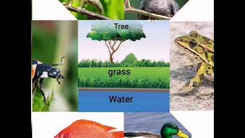 Connect plus KG2 unit 6 lesson 6 Animals in the park