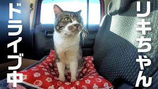 猫とドライブ☆後部座席でお気に入りの座布団に座るリキちゃん☆水分補給におやつタイム・・リラックス中☆次の目的地は？【リキちゃんねる・猫動画】Cat video　キジ白猫のいる暮らし