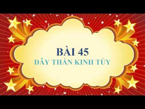 Video Sinh học lớp 8 - Bài 45 - Dây thần kinh tủy - YouTube
