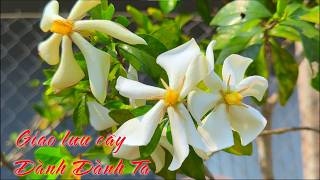 When the Gardenia Flower Season Comes, We Have Six Fragrant and Beautiful Petals. (Exchange/Discu... screenshot 4