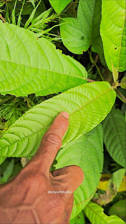 You should know about this stinging leaf when you go to the forest.