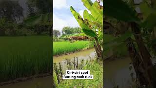 Ciri-ciri spot burung ruak ruak