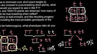 Simple Genetics Practice Problem