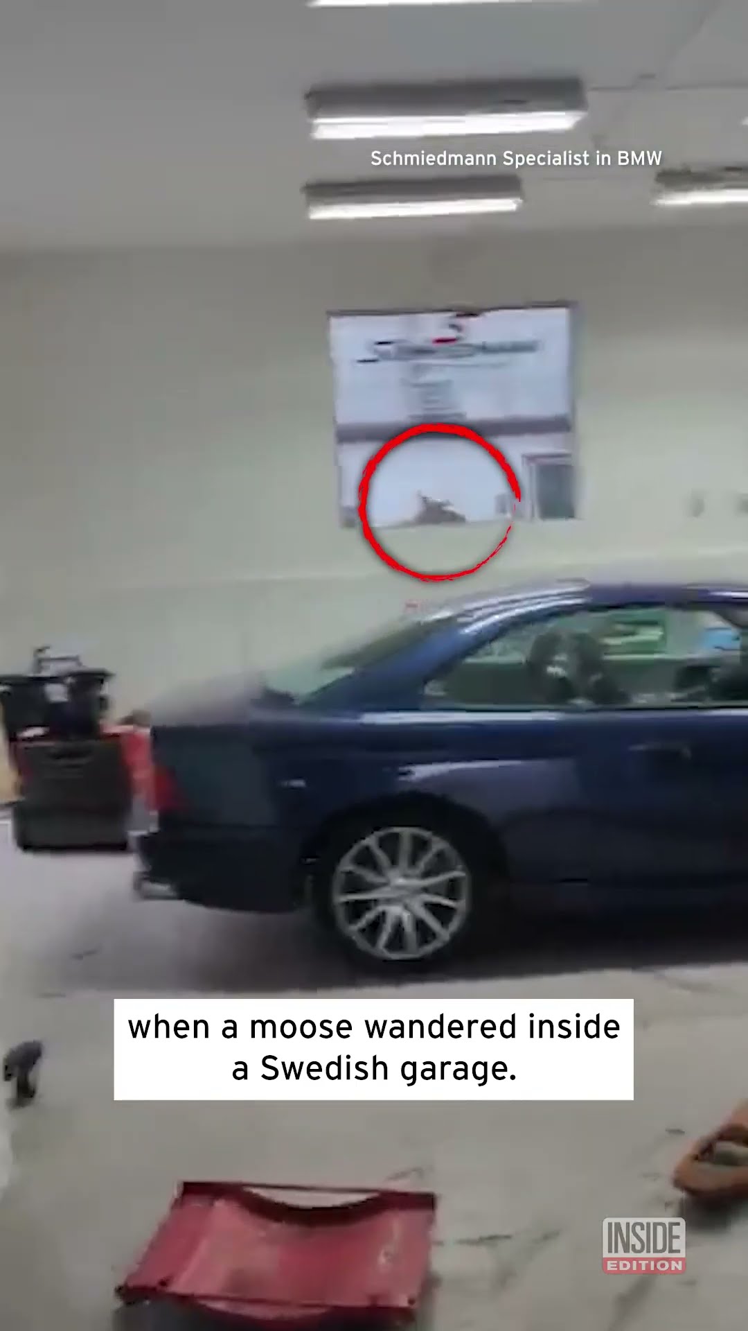 Moose Tramples 3 BMW vehicles #shorts