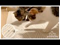 [ENG SUB]食いしん坊な猫に見つかってしまったアリさんに最悪の結末が…