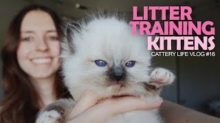 Genetic Testing My Cats | Litter Training | CATTERY LIFE VLOG #16 by Pearl's Ragdolls 6,605 views 2 years ago 10 minutes, 49 seconds