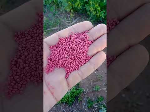 طريقة زراعة البرسيم الفصة