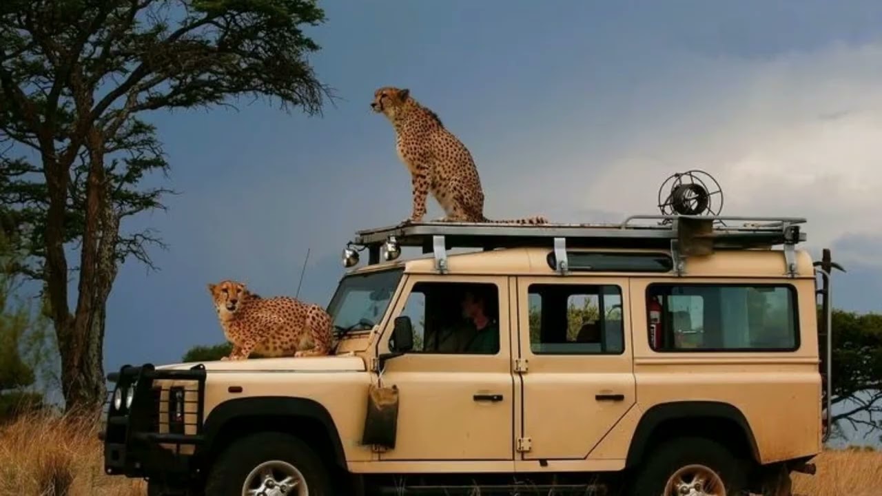 The Last Safari Together 