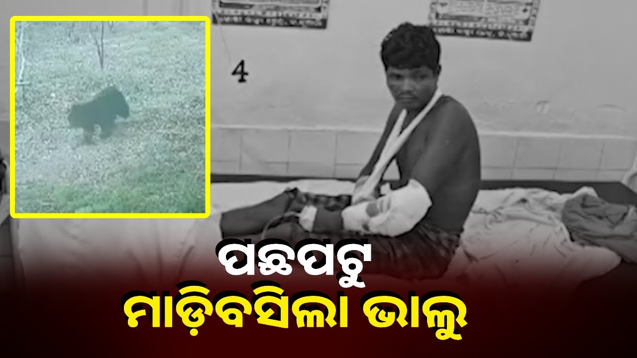 ଜଙ୍ଗଲକୁ ମଇଁଷି ଖୋଜିବାକୁ ଯାଇଥିଲେ ଯୁବକ ଜଣକ,ଭାଲୁ ଆକ୍ରମଣରେ ଗୁରୁତର